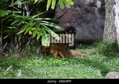 Lemur Stockfoto