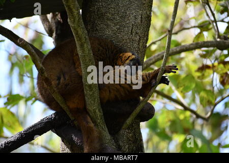 Lemur Stockfoto