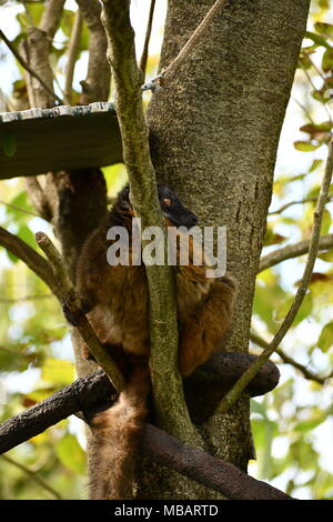 Lemur Stockfoto