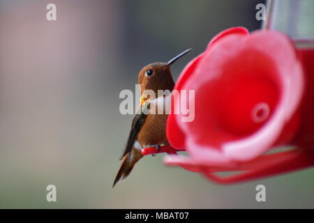 Hummingbird weg Naschen zu einem kolibrizufuhr Stockfoto