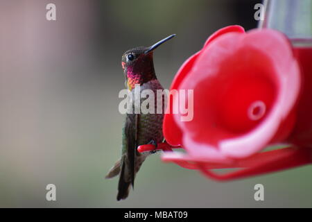 Hummingbird weg Naschen zu einem kolibrizufuhr Stockfoto