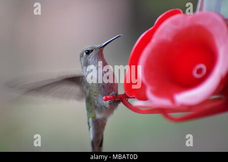 Hummingbird weg Naschen zu einem kolibrizufuhr Stockfoto