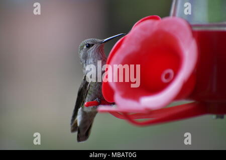 Hummingbird weg Naschen zu einem kolibrizufuhr Stockfoto