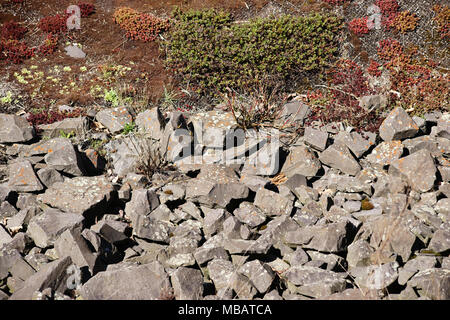 Die Ansicht von oben und close-up auf den Steinen eines ausgetrockneten Kiesbett mit Rn sukkulenten Pflanzen. Stockfoto