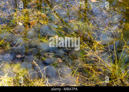 Tausende Eier mit Frosch spwan Stockfoto