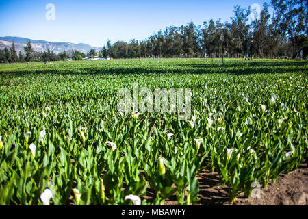 Calla lily Plantage in der guayllabamba Farm Stockfoto