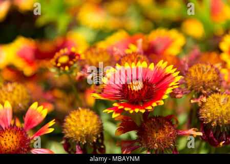 Biene in die gelbe und die rote Blume im Garten in der Sonne Stockfoto