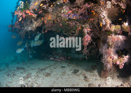 Werft Tauchplatz in Lhaviyani Atoll Stockfoto