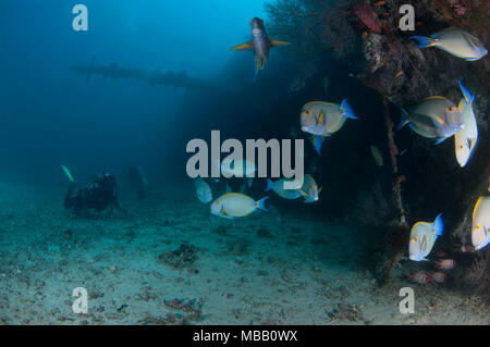 Taucher in Werft Wrack in Lhaviyani Atoll, Malediven Stockfoto