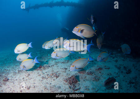 Werft Tauchplatz in Lhaviyani Atoll Stockfoto