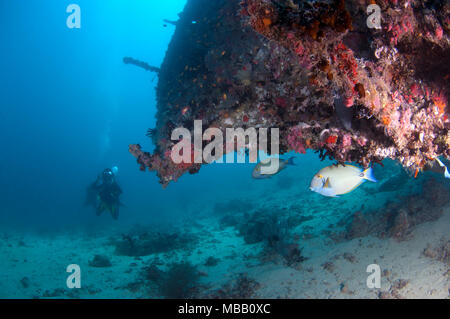 Taucher in Werft Wrack in Lhaviyani Atoll, Malediven Stockfoto