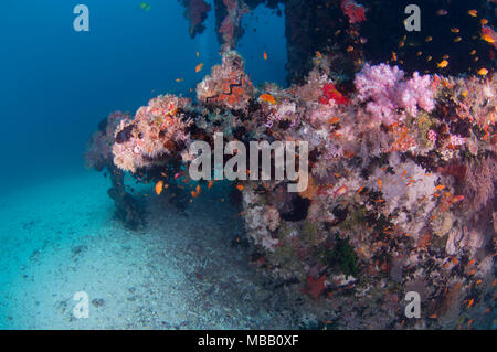 Werft Tauchplatz in Lhaviyani Atoll Stockfoto