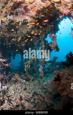 Werft Tauchplatz in Lhaviyani Atoll Stockfoto