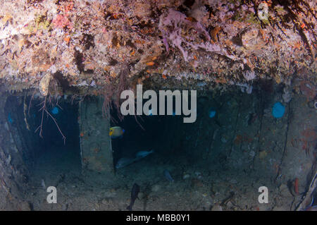 Werft Tauchplatz in Lhaviyani Atoll Stockfoto