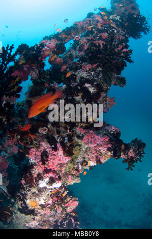 Werft Tauchplatz in Lhaviyani Atoll Stockfoto