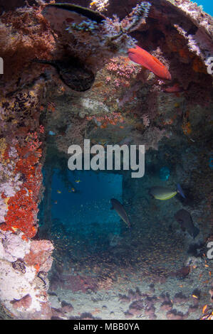 Werft Tauchplatz in Lhaviyani Atoll Stockfoto