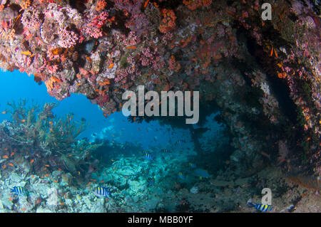 Werft Tauchplatz in Lhaviyani Atoll Stockfoto