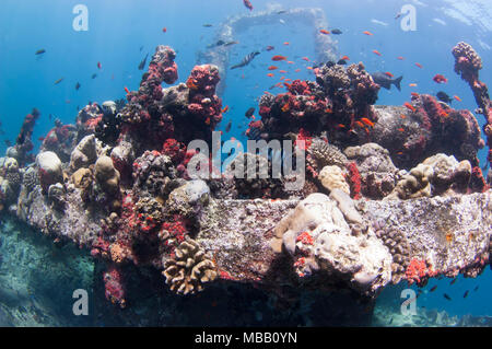 Werft Tauchplatz in Lhaviyani Atoll Stockfoto