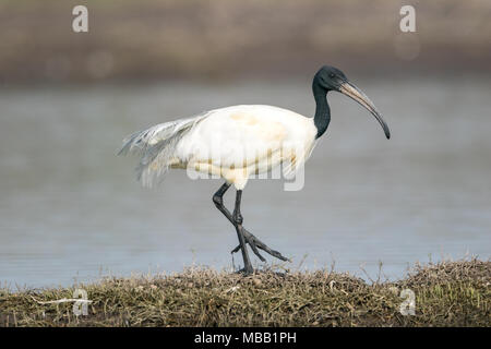 Die black-headed Ibis (Threskiornis melanocephalus) um Pune an Bhigwan Vogelschutzgebiet, Maharashtra, Indien gefunden. Stockfoto