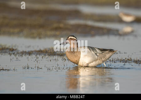 Die krickente (Spachtel querquedula) um Pune an Bhigwan Vogelschutzgebiet, Maharashtra, Indien gefunden. Stockfoto