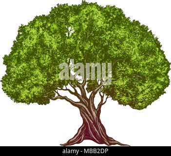Olive Tree Hand gezeichnet Vektor-illustration realistische Skizze Farbe Stock Vektor