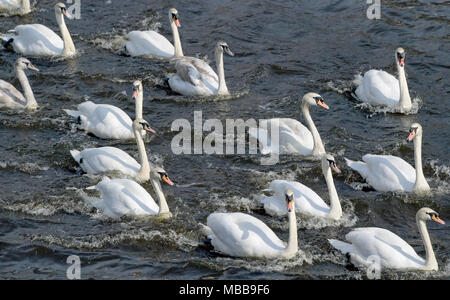 10 April 2018, Deutschland, Hamburg: Eine Gruppe von Schwäne schwimmen auf der Alster, nachdem Sie den Winter an der "Eppendorfer Mühlenteich' Teich verbracht. Foto: Axel Heimken/dpa Stockfoto