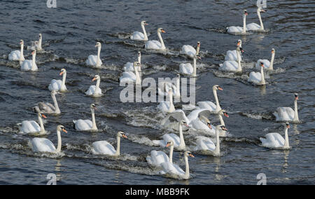 10 April 2018, Deutschland, Hamburg: Eine Gruppe von Schwäne schwimmen auf der Alster, nachdem Sie den Winter an der "Eppendorfer Mühlenteich' Teich verbracht. Foto: Axel Heimken/dpa Stockfoto