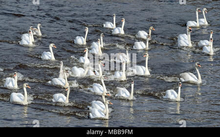 10 April 2018, Deutschland, Hamburg: Eine Gruppe von Schwäne schwimmen auf der Alster, nachdem Sie den Winter an der "Eppendorfer Mühlenteich' Teich verbracht. Foto: Axel Heimken/dpa Stockfoto