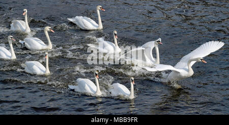 10 April 2018, Deutschland, Hamburg: Eine Gruppe von Schwäne schwimmen auf der Alster, nachdem Sie den Winter an der "Eppendorfer Mühlenteich' Teich verbracht. Foto: Axel Heimken/dpa Stockfoto