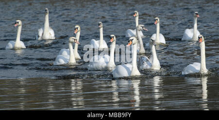 10 April 2018, Deutschland, Hamburg: Eine Gruppe von Schwäne schwimmen auf der Alster, nachdem Sie den Winter an der "Eppendorfer Mühlenteich' Teich verbracht. Foto: Axel Heimken/dpa Stockfoto