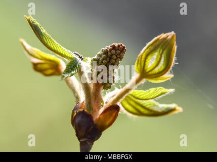 10 April 2018, Deutschland, Neuhardenberg: das Licht Grün einer chestnut Bud brilliert im Schlosspark. Heute ist ein warmer Frühling Tag mit 20 Grad nach Angaben der Meteorologen zu sein. Foto: Patrick Pleul/dpa-Zentralbild/dpa Stockfoto
