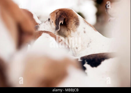 Foxhounds warten auf das Neue Jahr Jagd mit der banwen Miner's Hunt, Wales, Großbritannien Stockfoto