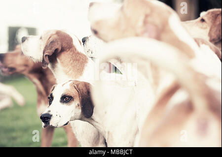 Foxhounds warten auf das Neue Jahr Jagd mit der banwen Miner's Hunt, Wales, Großbritannien Stockfoto