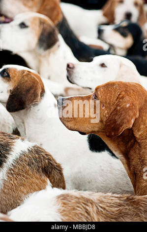 Foxhounds warten auf das Neue Jahr Jagd mit der banwen Miner's Hunt, Wales, Großbritannien Stockfoto