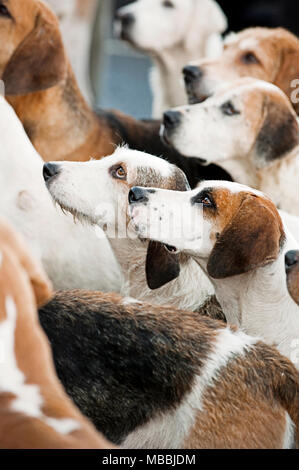 Foxhounds warten auf das Neue Jahr Jagd mit der banwen Miner's Hunt, Wales, Großbritannien Stockfoto