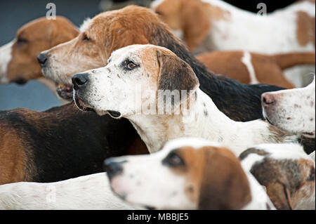 Foxhounds warten auf das Neue Jahr Jagd mit der banwen Miner's Hunt, Wales, Großbritannien Stockfoto