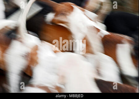 Foxhounds warten auf das Neue Jahr Jagd mit der banwen Miner's Hunt, Wales, Großbritannien Stockfoto