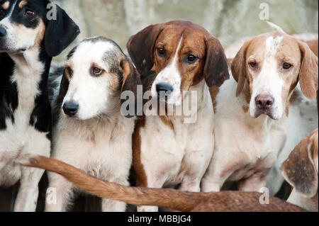 Foxhounds warten auf das Neue Jahr Jagd mit der banwen Miner's Hunt, Wales, Großbritannien Stockfoto