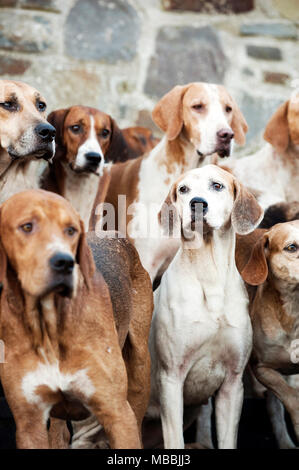 Foxhounds warten auf das Neue Jahr Jagd mit der banwen Miner's Hunt, Wales, Großbritannien Stockfoto