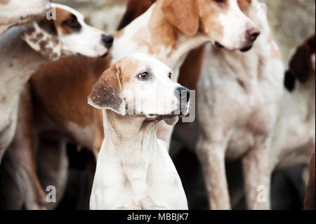 Foxhounds warten auf das Neue Jahr Jagd mit der banwen Miner's Hunt, Wales, Großbritannien Stockfoto