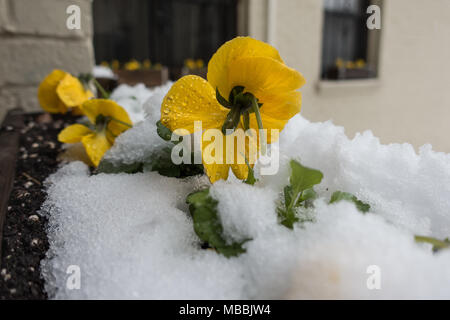 Stiefmütterchen in Fenster "coveerd mit Schnee. hardy Stiefmütterchen überleben können leicht friert, ideal für Washington, DC, abwechslungsreiche März Wetter. Stockfoto