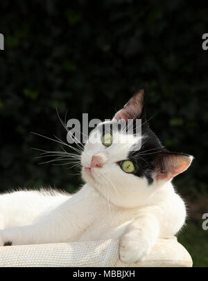 Hauskatze, Tuxedo, Porträt Stockfoto