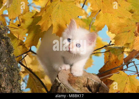 Heilige Birma Kätzchen saß auf einem brench im Herbst Blätter Stockfoto