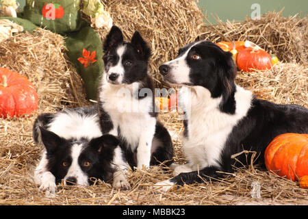 Drei Border Collies im Stroh liegen mit Kürbissen Stockfoto