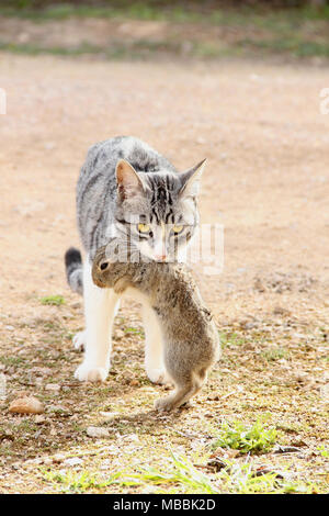 Hauskatze, schwarz silber tabby White, Jagd ein Kaninchen Stockfoto