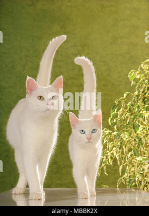 Weiße Katze und weiße Katze zu Fuß Stockfoto