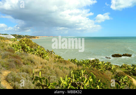 Albufeira Auramar Beach Kakteen wachsen an der Küste der Algarve Stockfoto