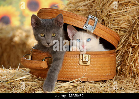 Zwei süße Kätzchen, Blau und Weiß, in einem Korb sitzen Stockfoto