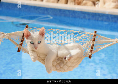 Weiße Katze, 3 Monate alt, in einer Hängematte liegend Stockfoto