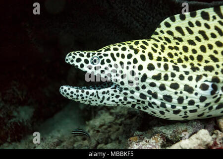 Nahaufnahme des gelb gefleckten Muränen-Aals Kopf auf Stockfoto